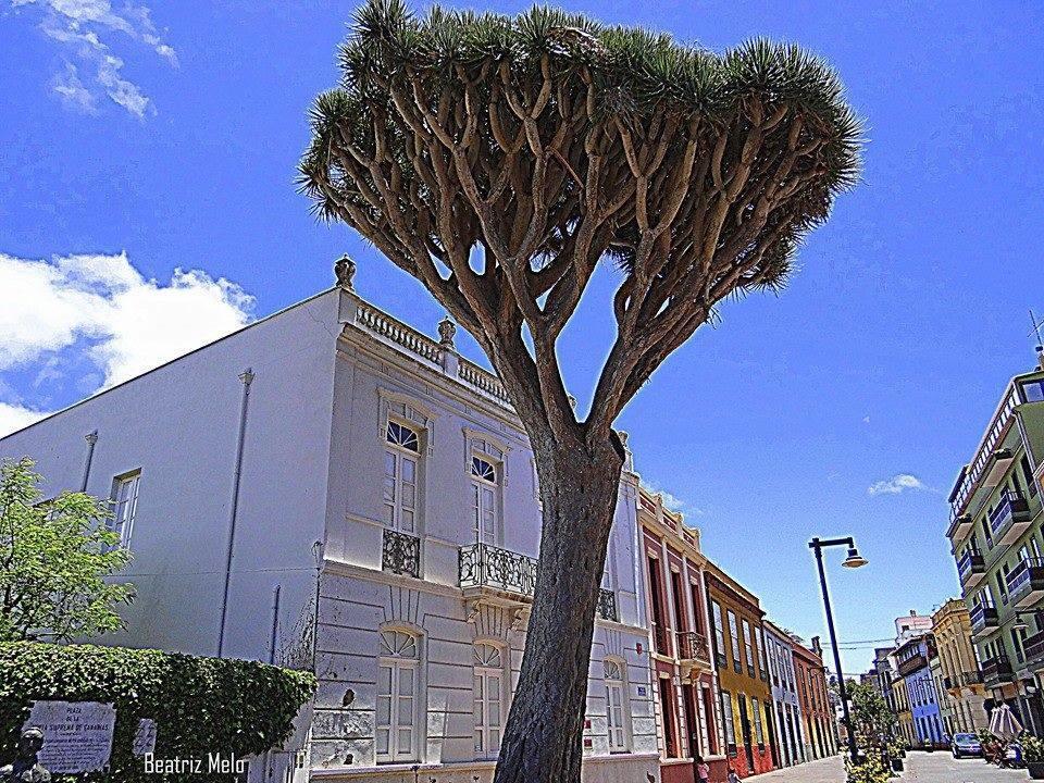 La Higuera San Cristóbal de La Laguna